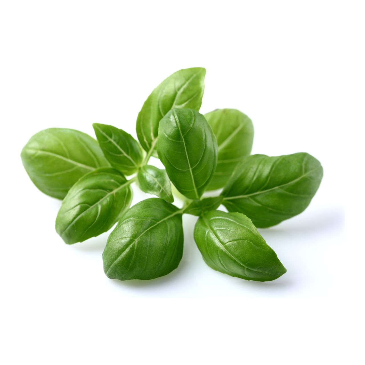 Fresh Basil, 2oz (C&S)