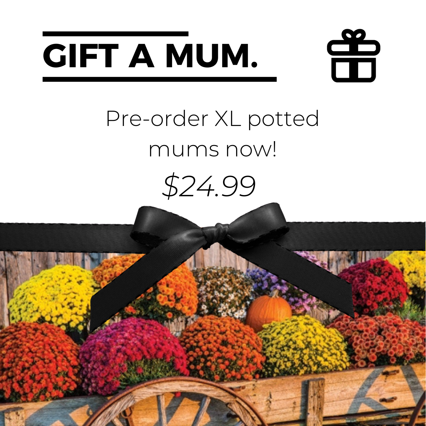 Extra Large Potted Mum