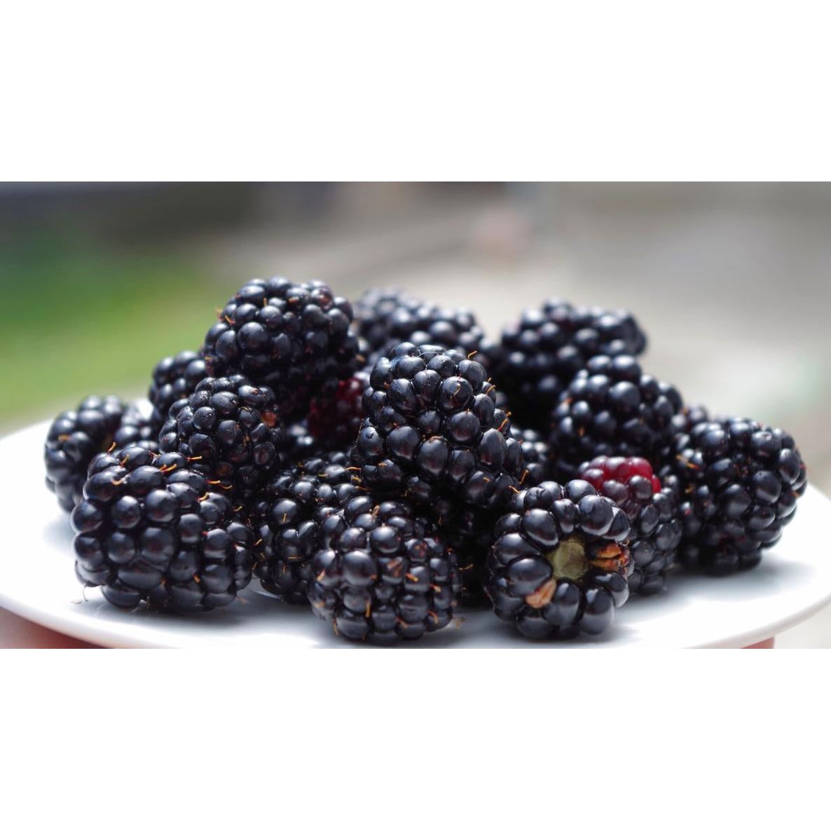Blackberries, 6 Oz (C&S)